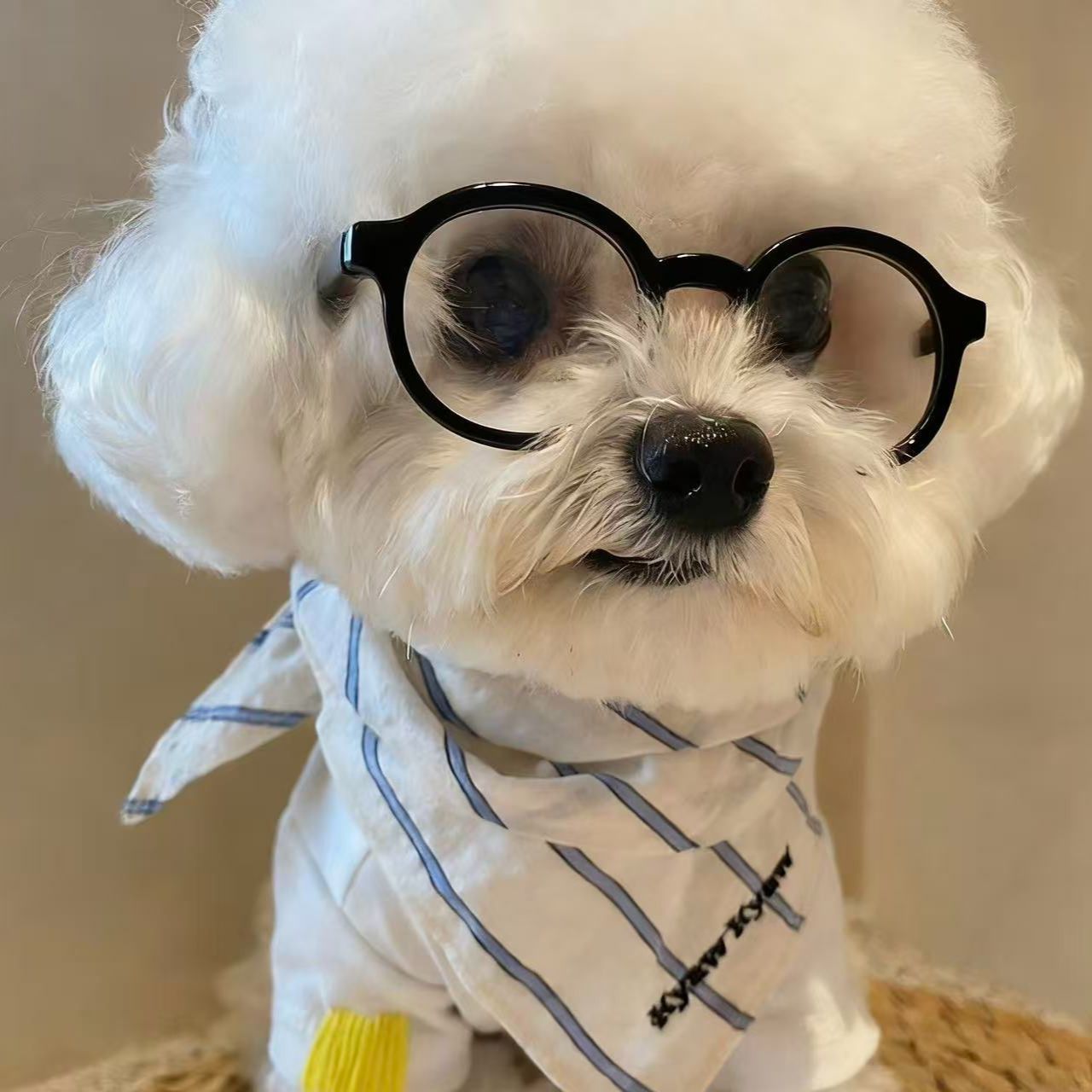 Small Dog Fashion Glasses