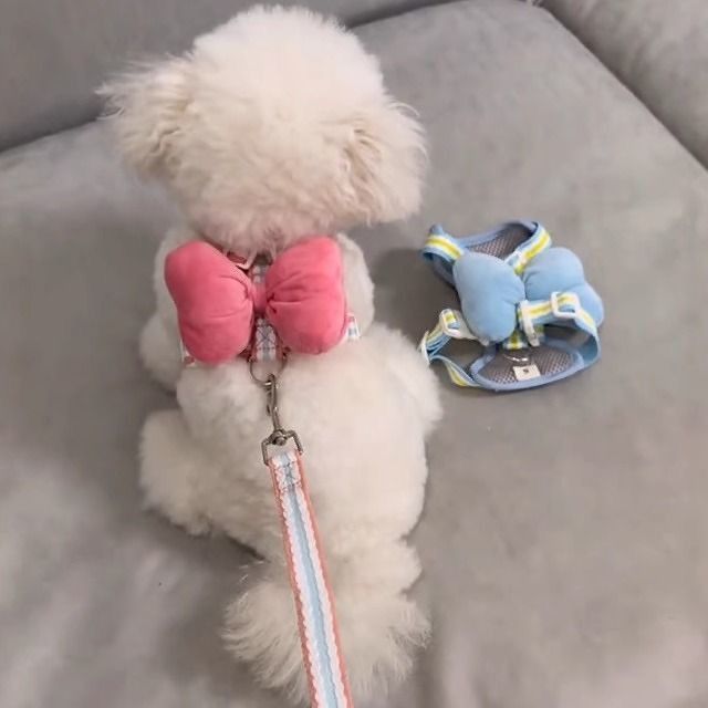 Bow Wing Small Dog Harness