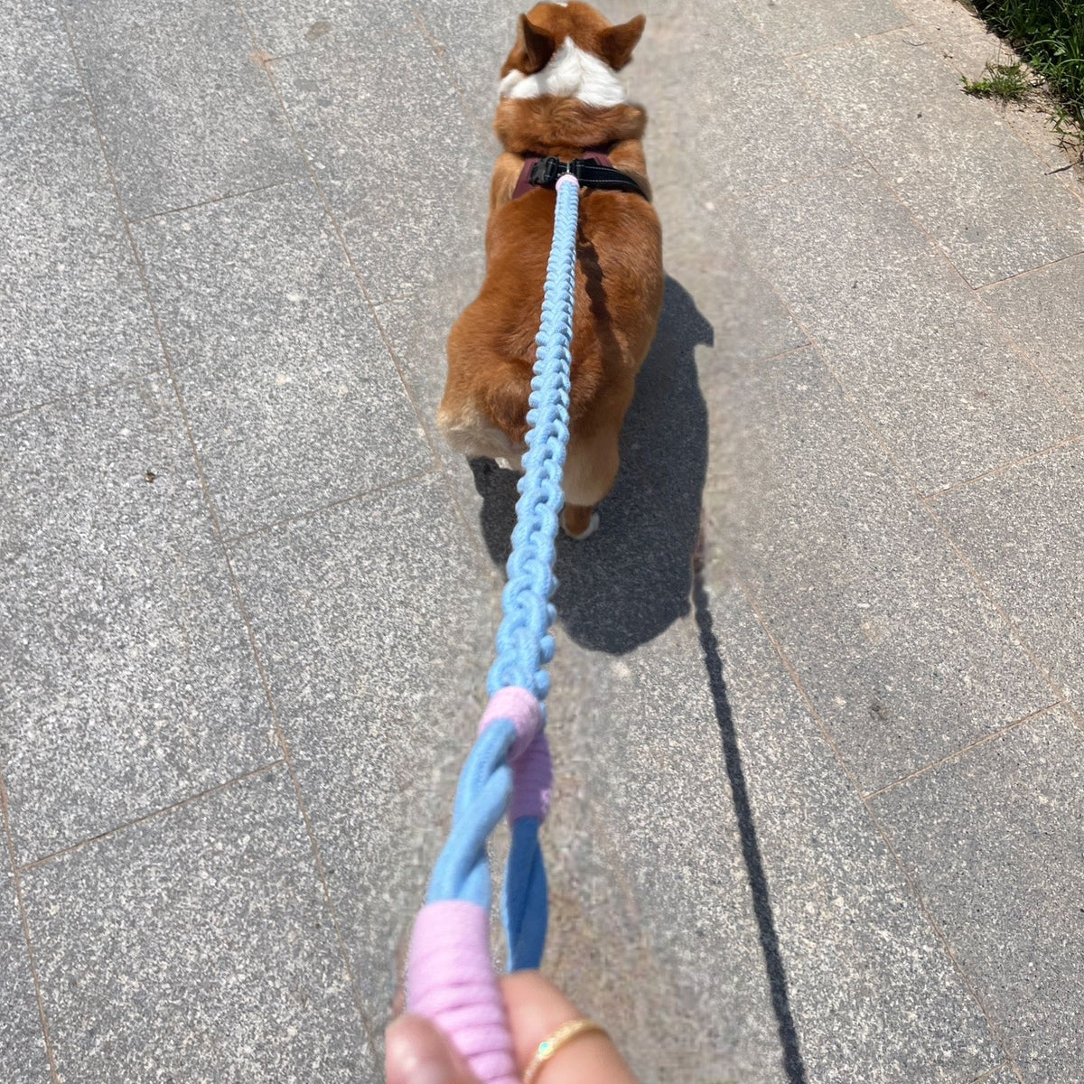Braided Charm Dog Leash