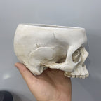 Open Skull Planter