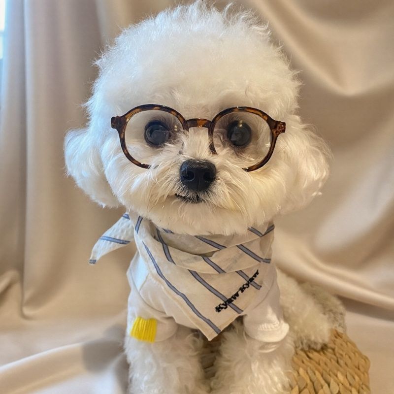 Pet Glasses Fun Photo Accessory