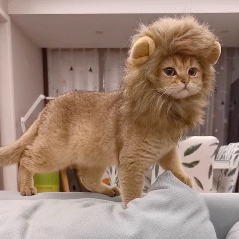 Lion Mane Pet Hat