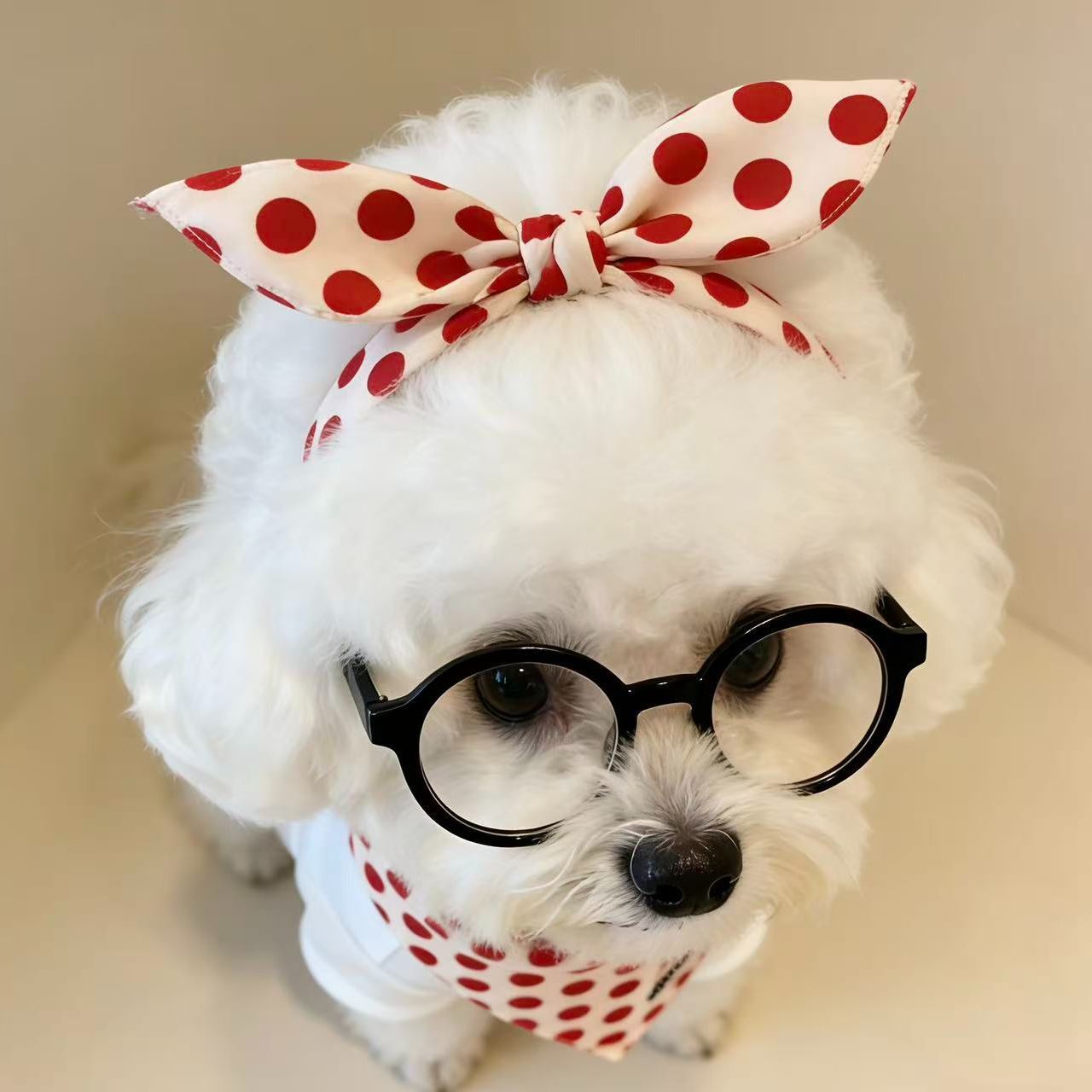 Small Dog Fashion Glasses