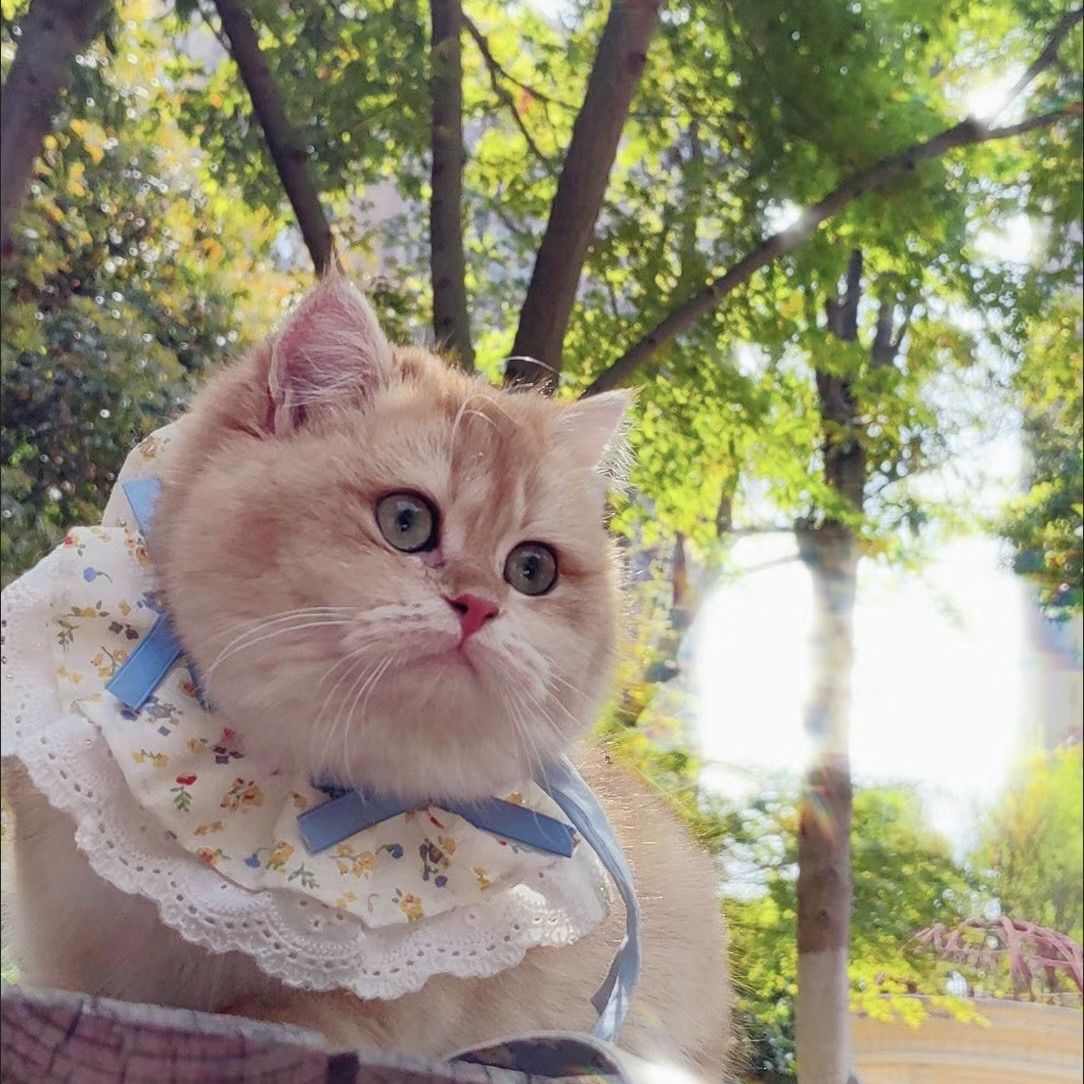 Pet Bib with Floral Bow