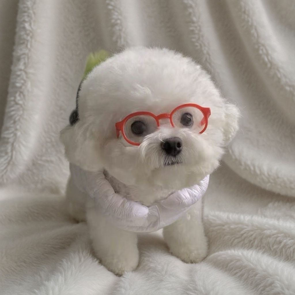 Pet Glasses Fun Photo Accessory
