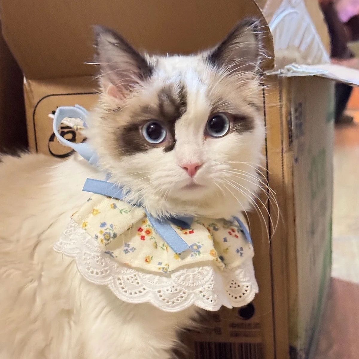 Pet Bib with Floral Bow