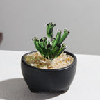 Glazed Cactus Glass Desk Ornament - Modomu