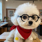 Small Dog Fashion Glasses