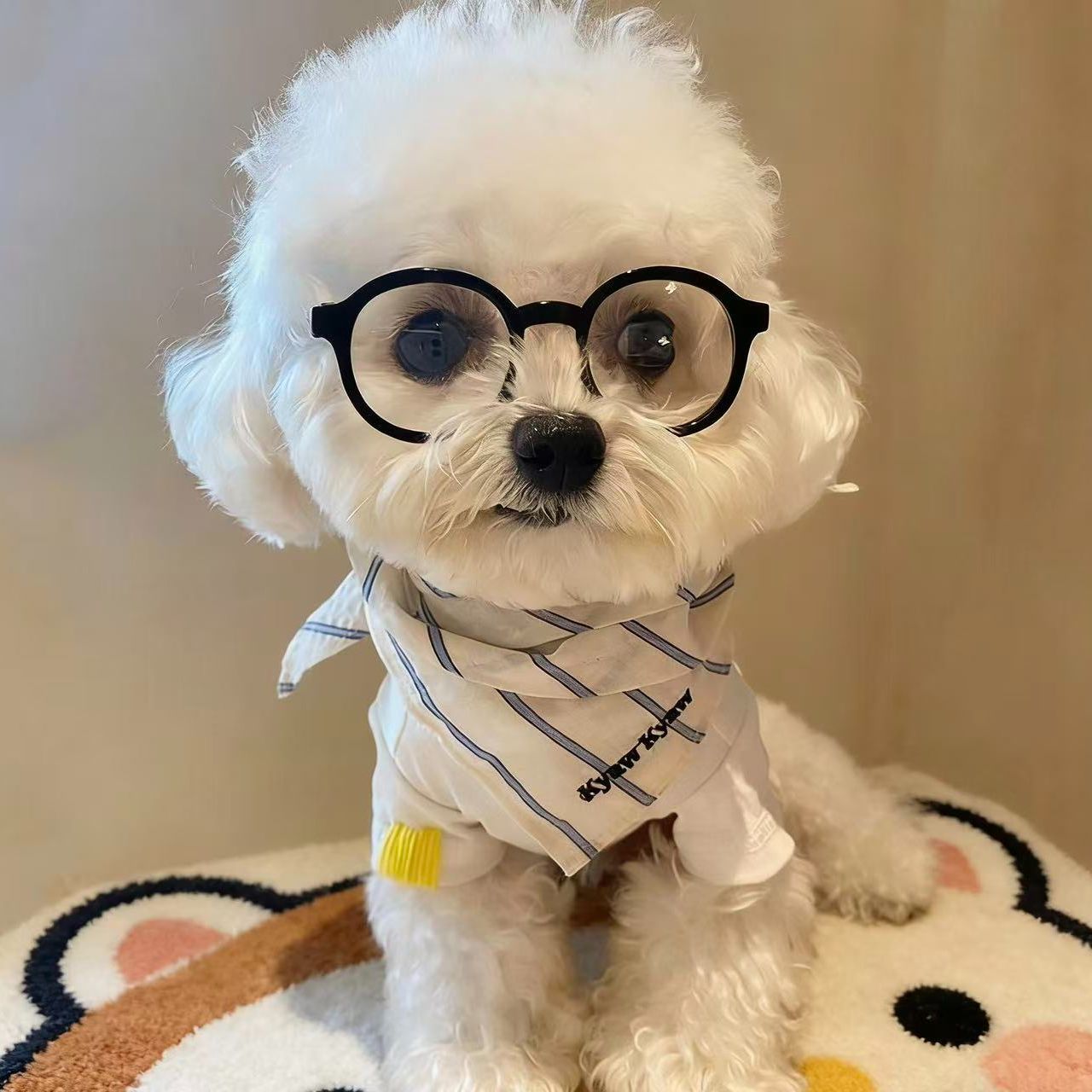 Small Dog Fashion Glasses