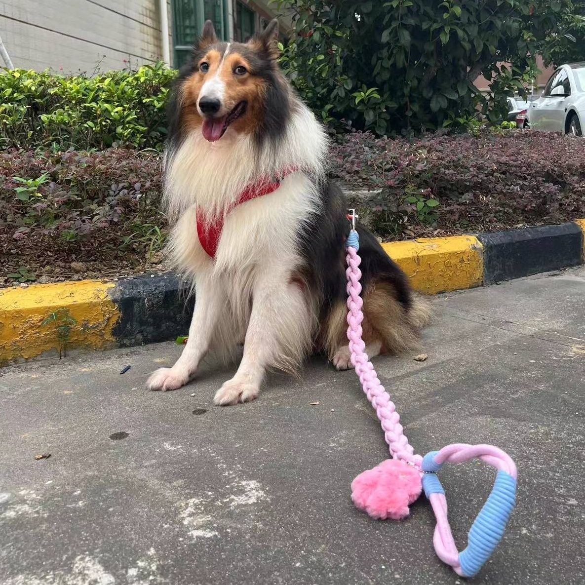 Braided Charm Dog Leash