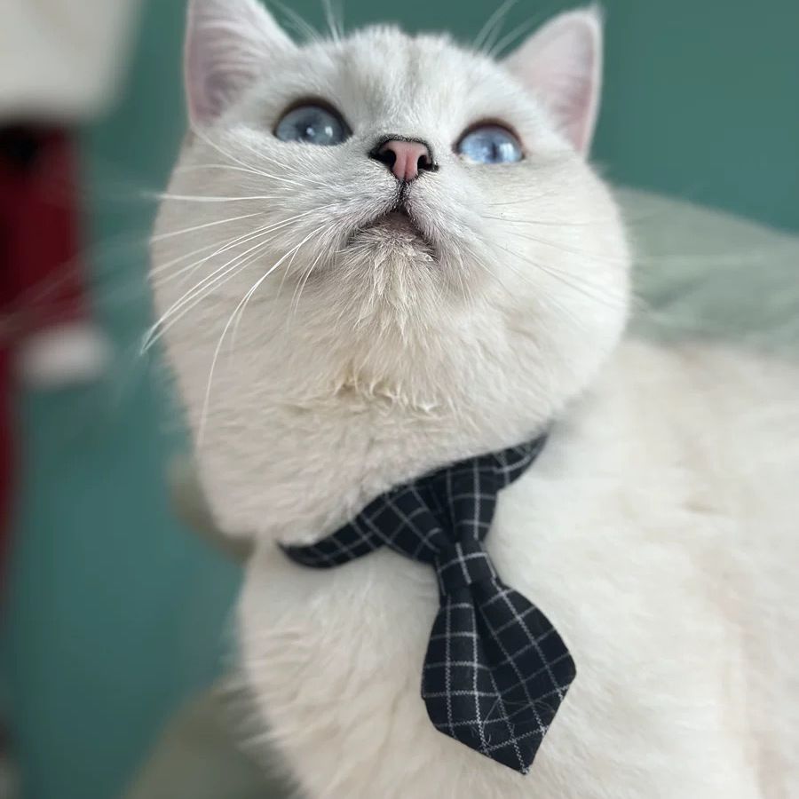 British Style Pet Bow Collar