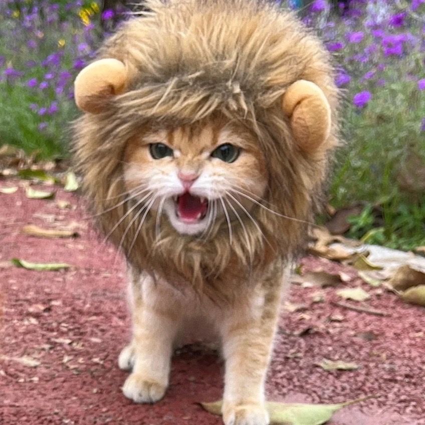 Lion Mane Pet Hat