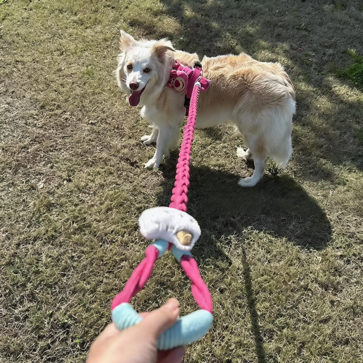 Braided Charm Dog Leash