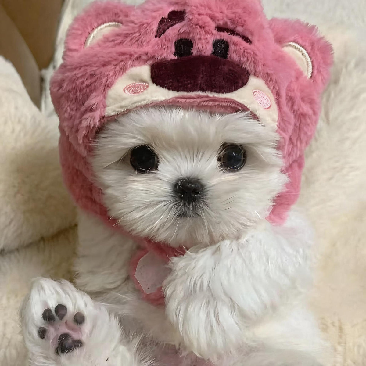 Alien Bear Pet Costume Hat
