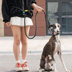 Padded Slip Lead Leash